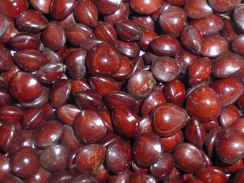 Red Shell Seeds Our Collections